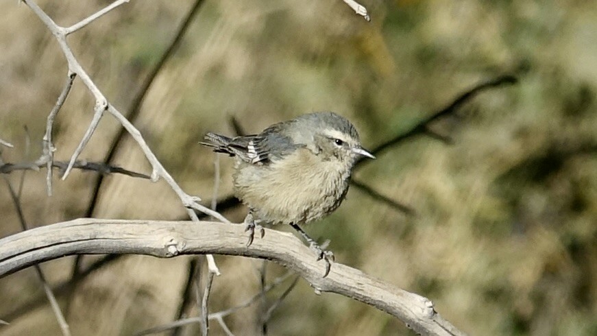 Cinereous Conebill - ML505469771