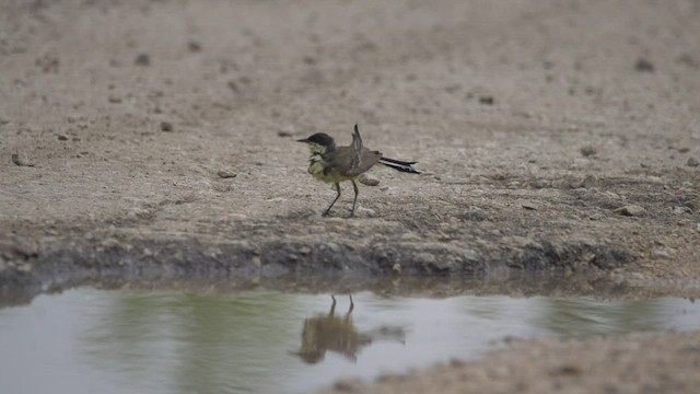 Western Yellow Wagtail (feldegg) - ML505470841