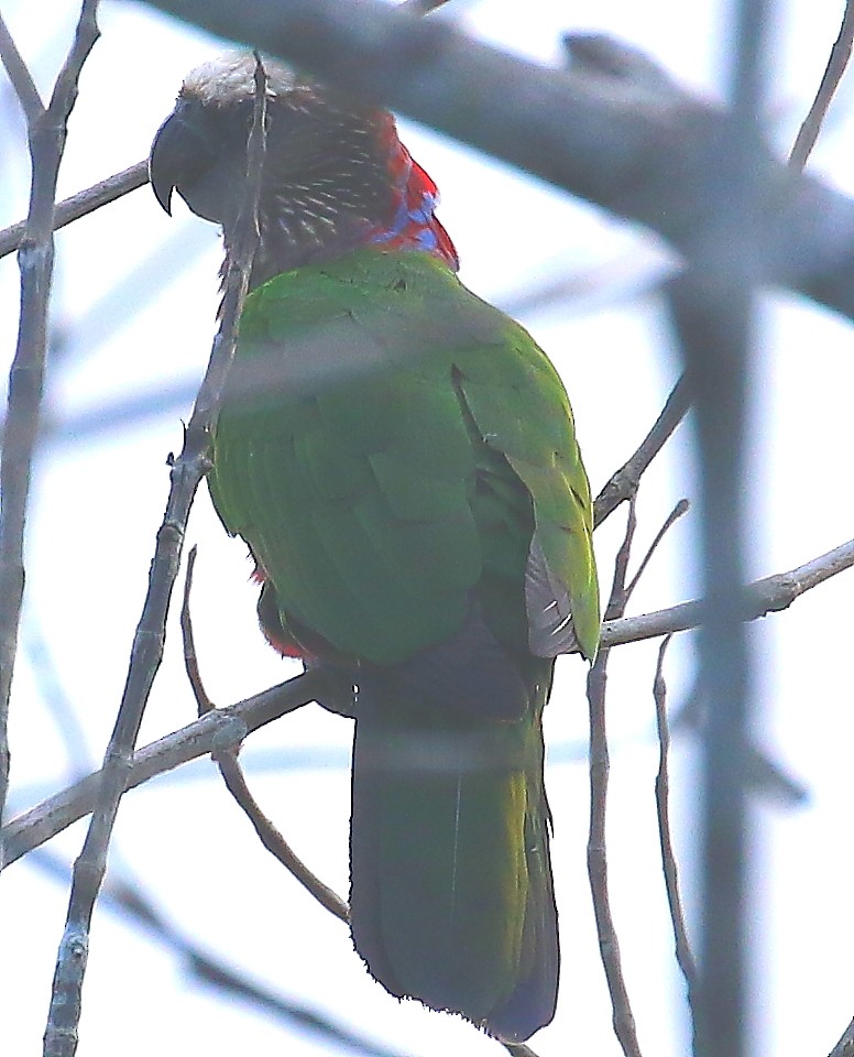 Red-fan Parrot - Mats Hildeman