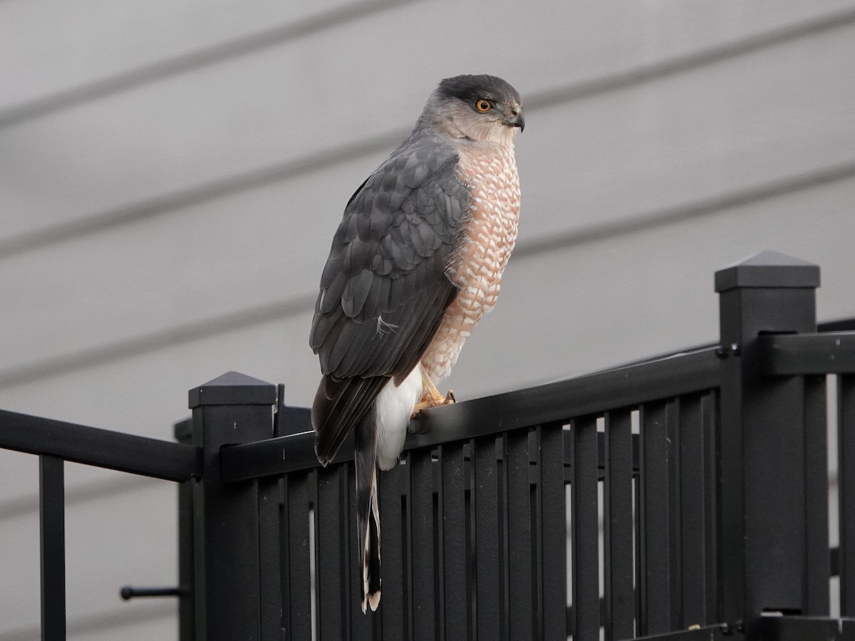 Cooper's Hawk - ML505471481