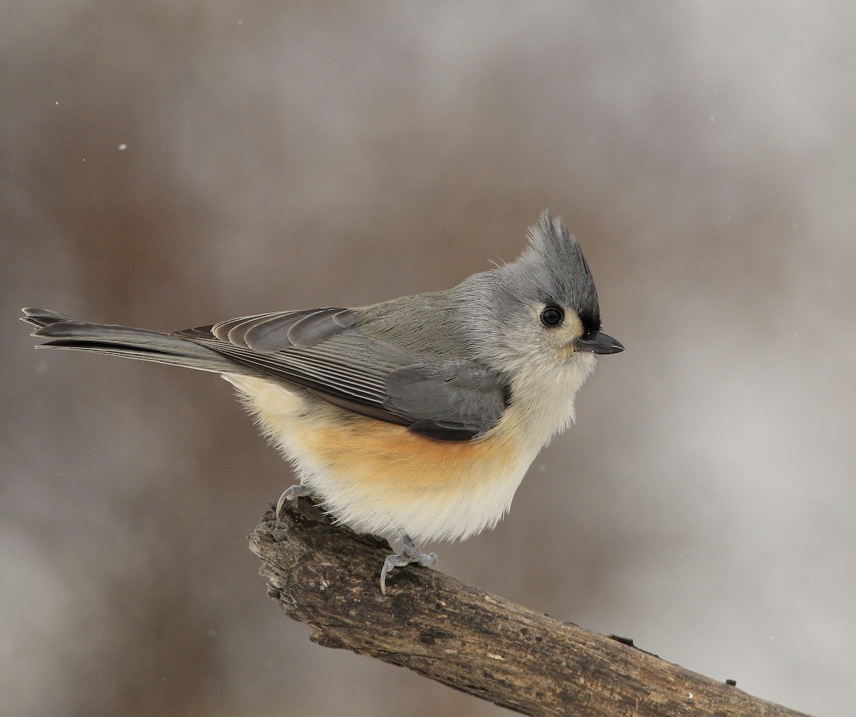 Tufted Titmouse - ML505472241