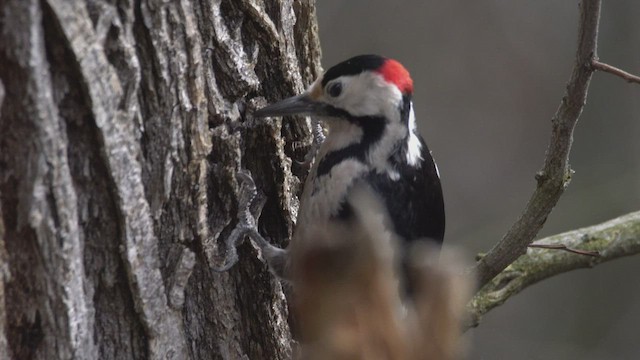 Syrian Woodpecker - ML505472971