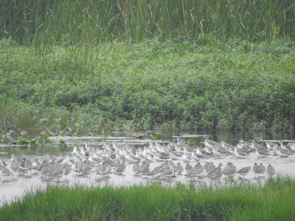 vodouš štíhlý - ML505474871