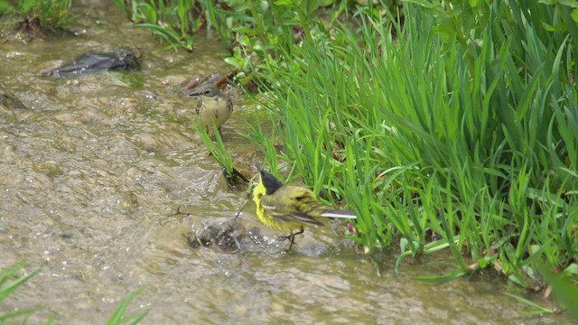 Western Yellow Wagtail (feldegg) - ML505475341