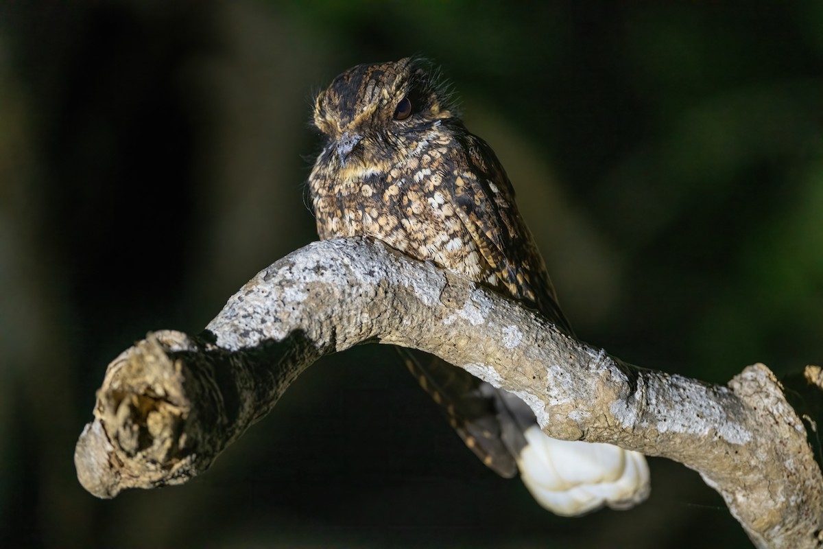 Puerto Rican Nightjar - Adam Jackson