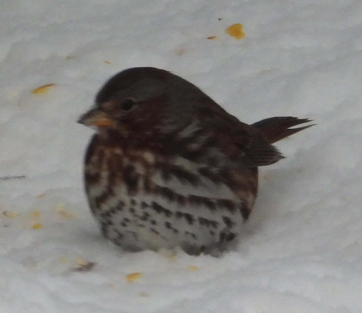 Fox Sparrow - ML505477171