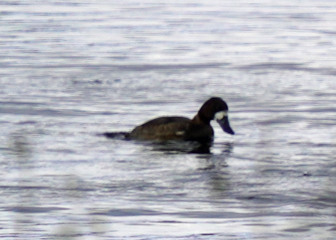 Greater Scaup - ML505477251