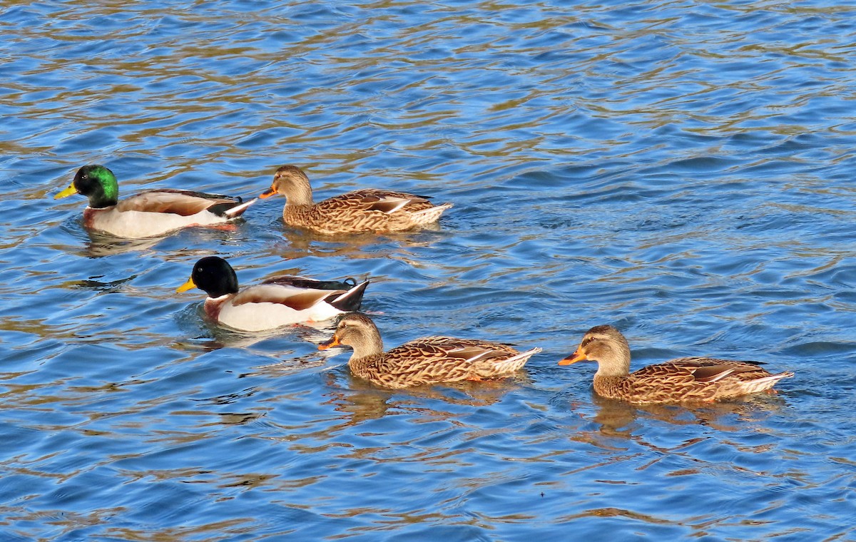 Canard colvert - ML505477731