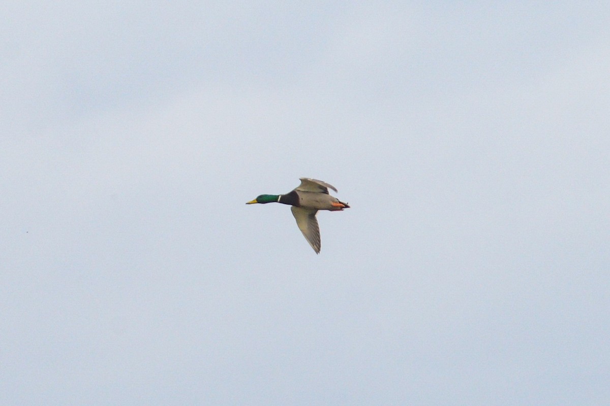 Mallard - ML505480331