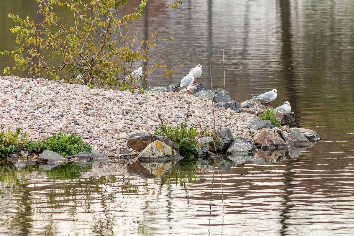 Black-headed Gull - Gabi Uhrova