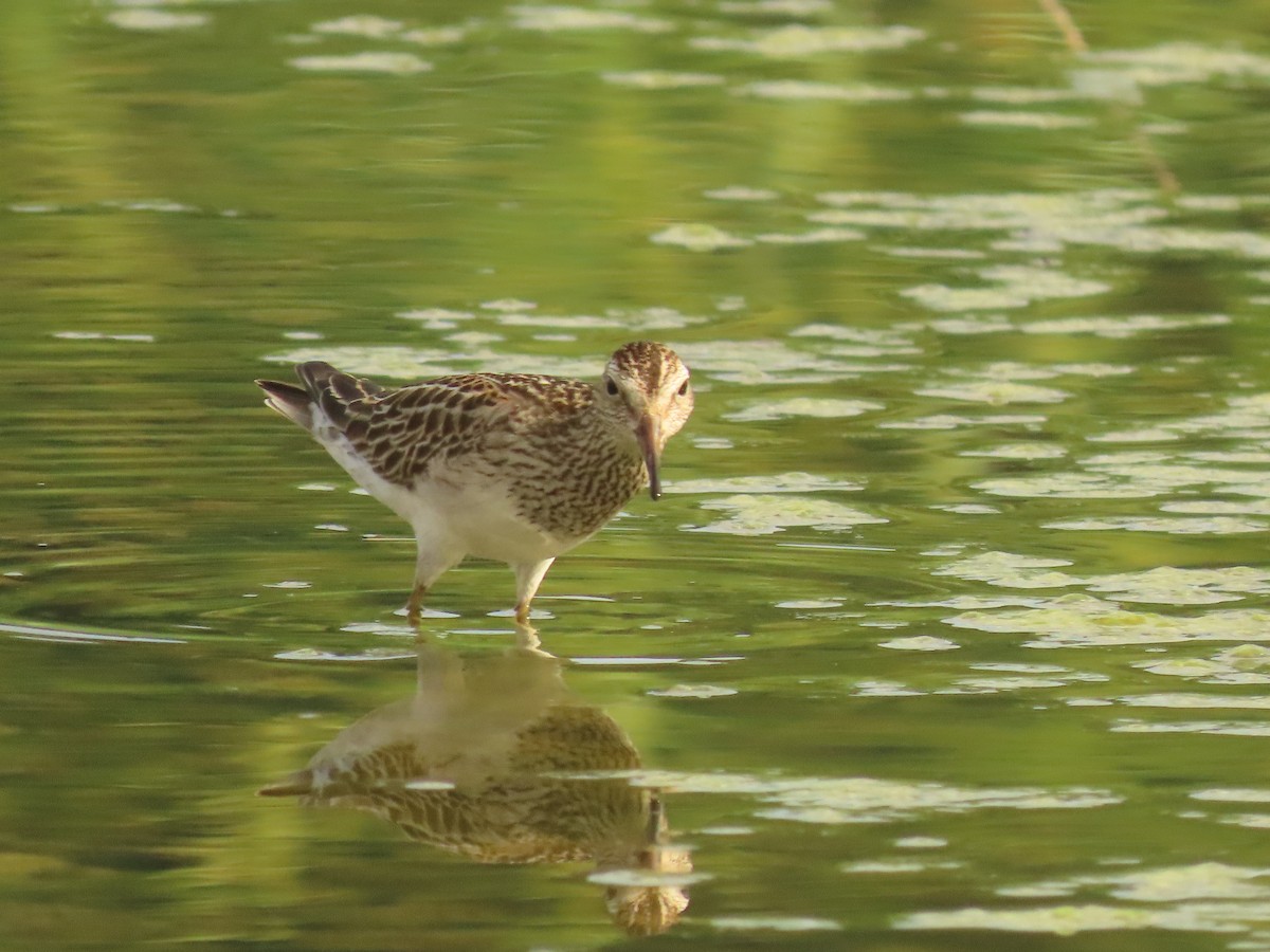 Pectoral Sandpiper - ML505483171