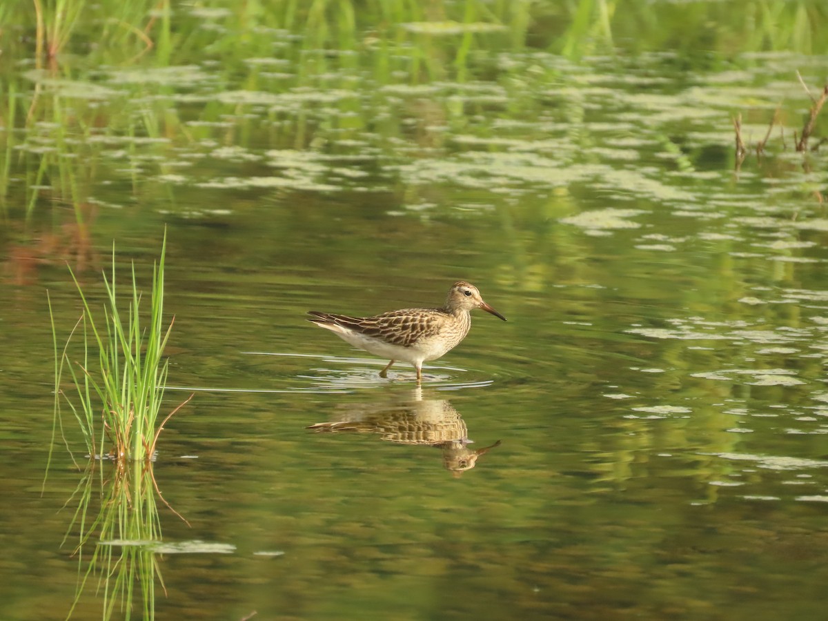 Pectoral Sandpiper - ML505483321