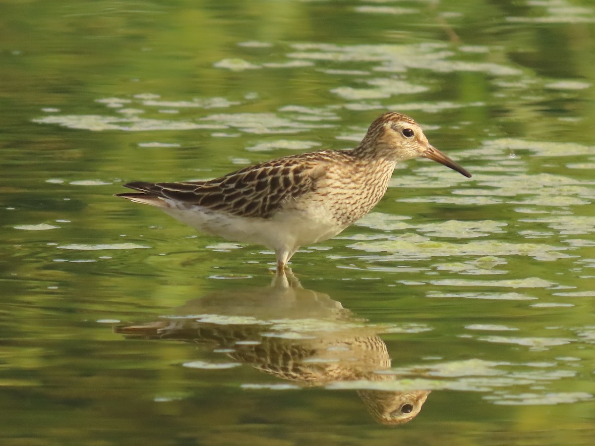 Pectoral Sandpiper - ML505483411