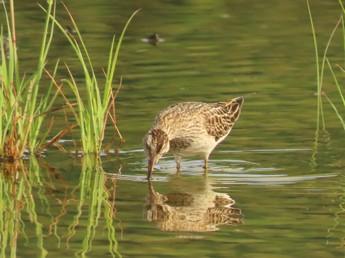 Pectoral Sandpiper - ML505483461