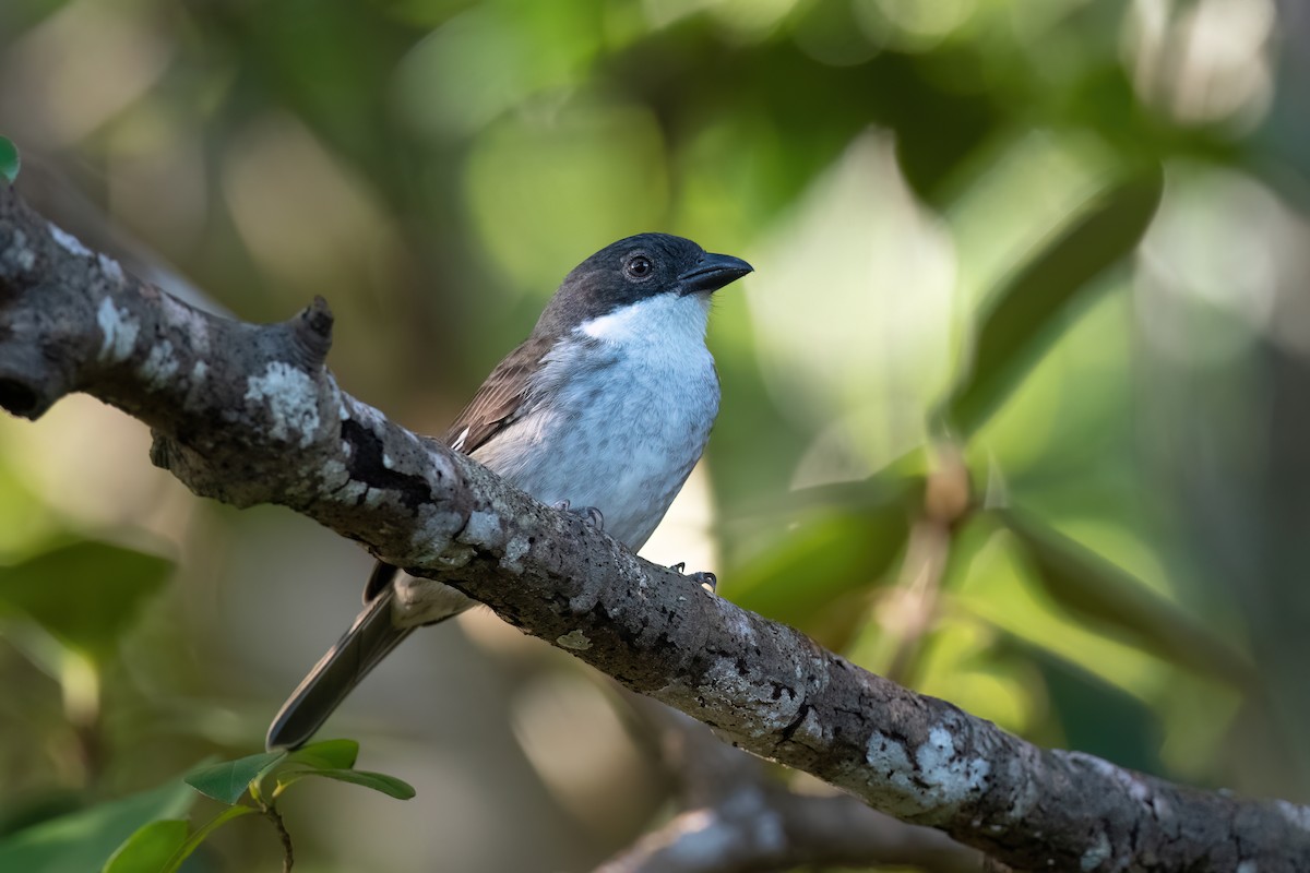 Puerto Rican Tanager - ML505483541