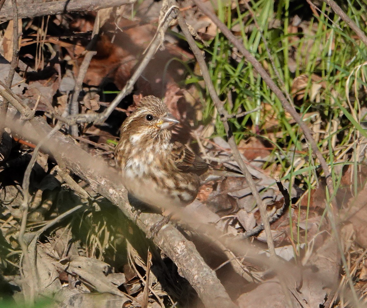 Purple Finch - ML505483951