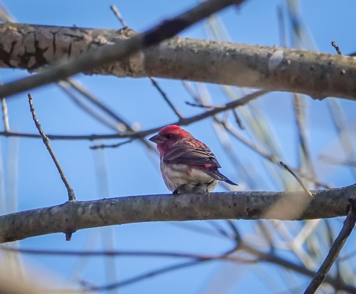 Purple Finch - ML505483971
