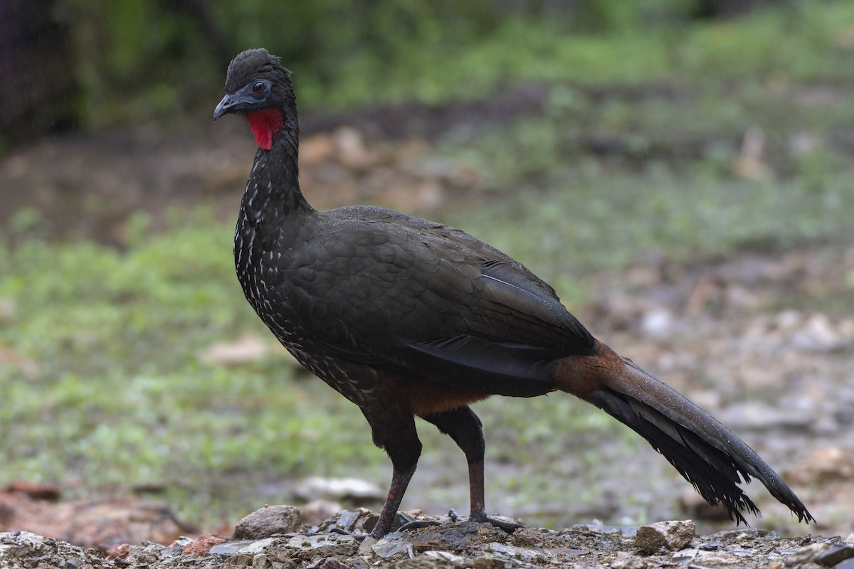 Crested Guan - Jeff Maw