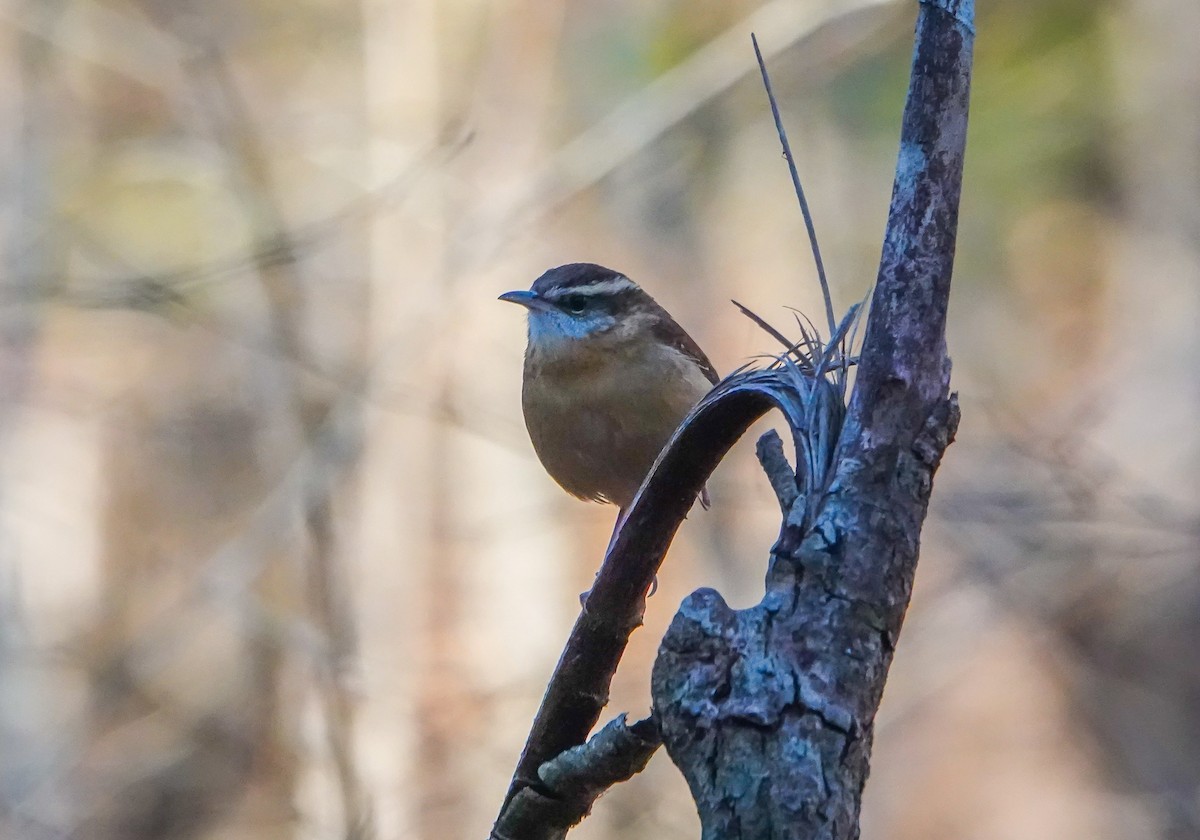 Carolina Wren - ML505484261