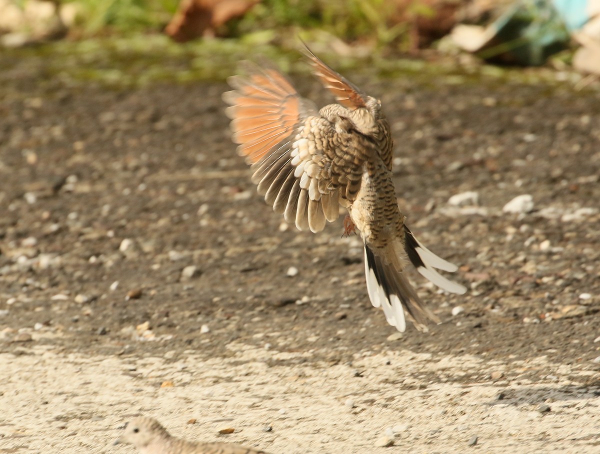 Scaled Dove - ML505484861