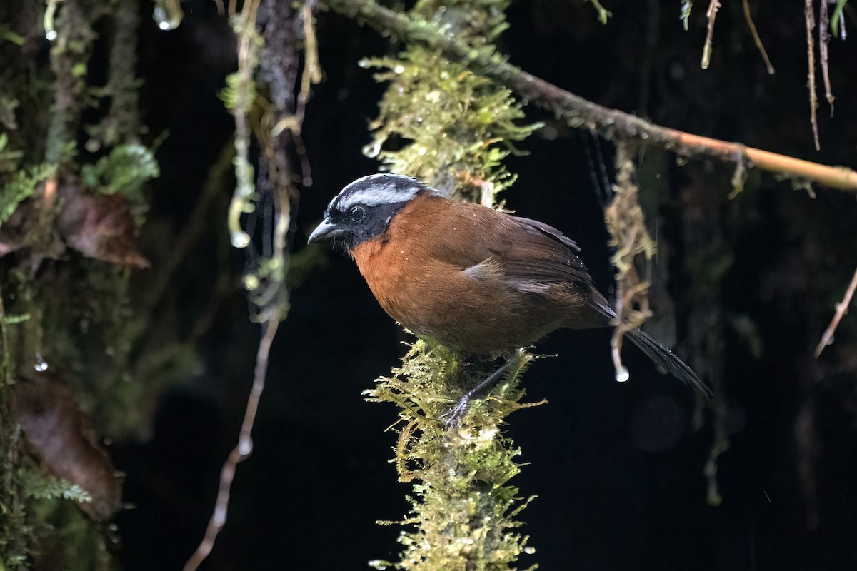 Tanager Finch - Linnet Tse