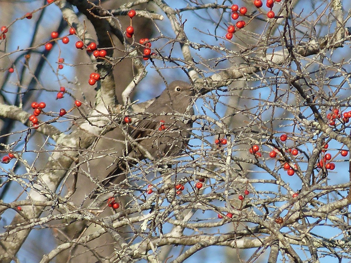 Townsend's Solitaire - Fletcher Missud