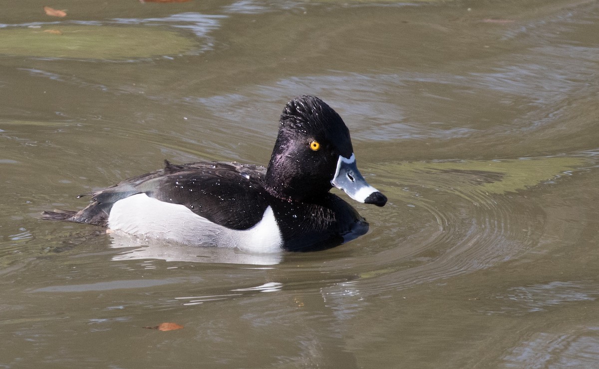 Ring-necked Duck - Maury Swoveland