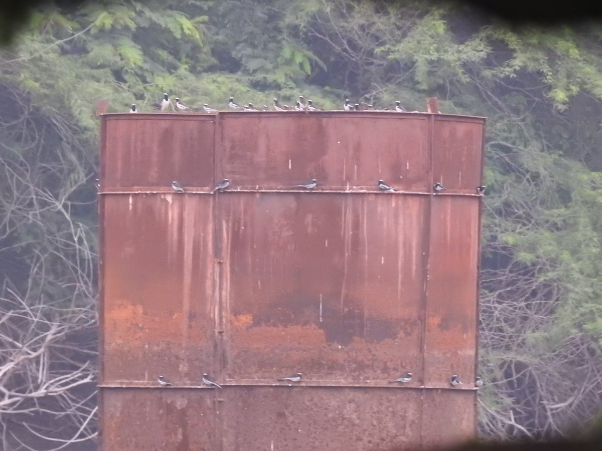 White-browed Wagtail - Anonymous