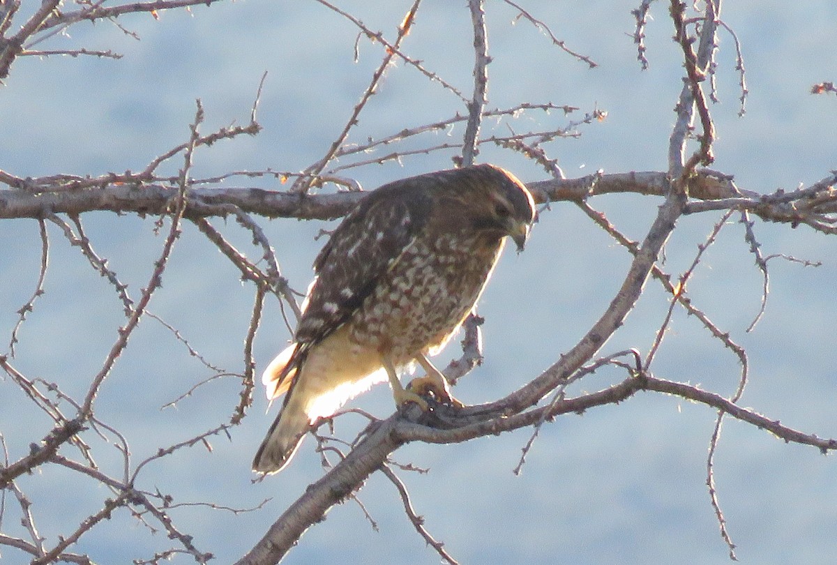 Red-shouldered Hawk - ML505488351