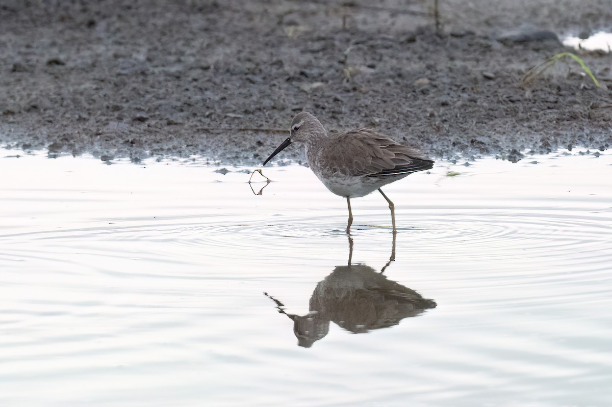 Stilt Sandpiper - ML505489791