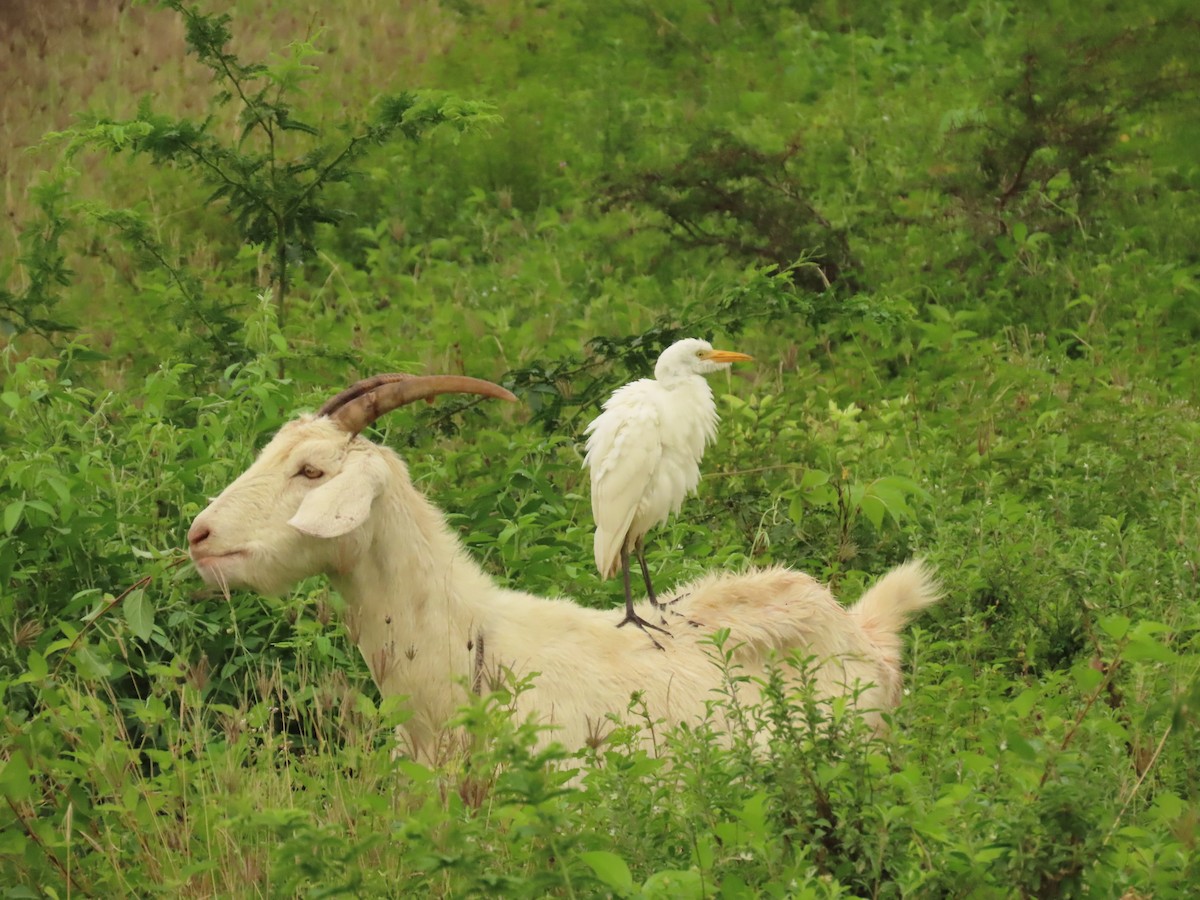 Western Cattle Egret - ML505491231