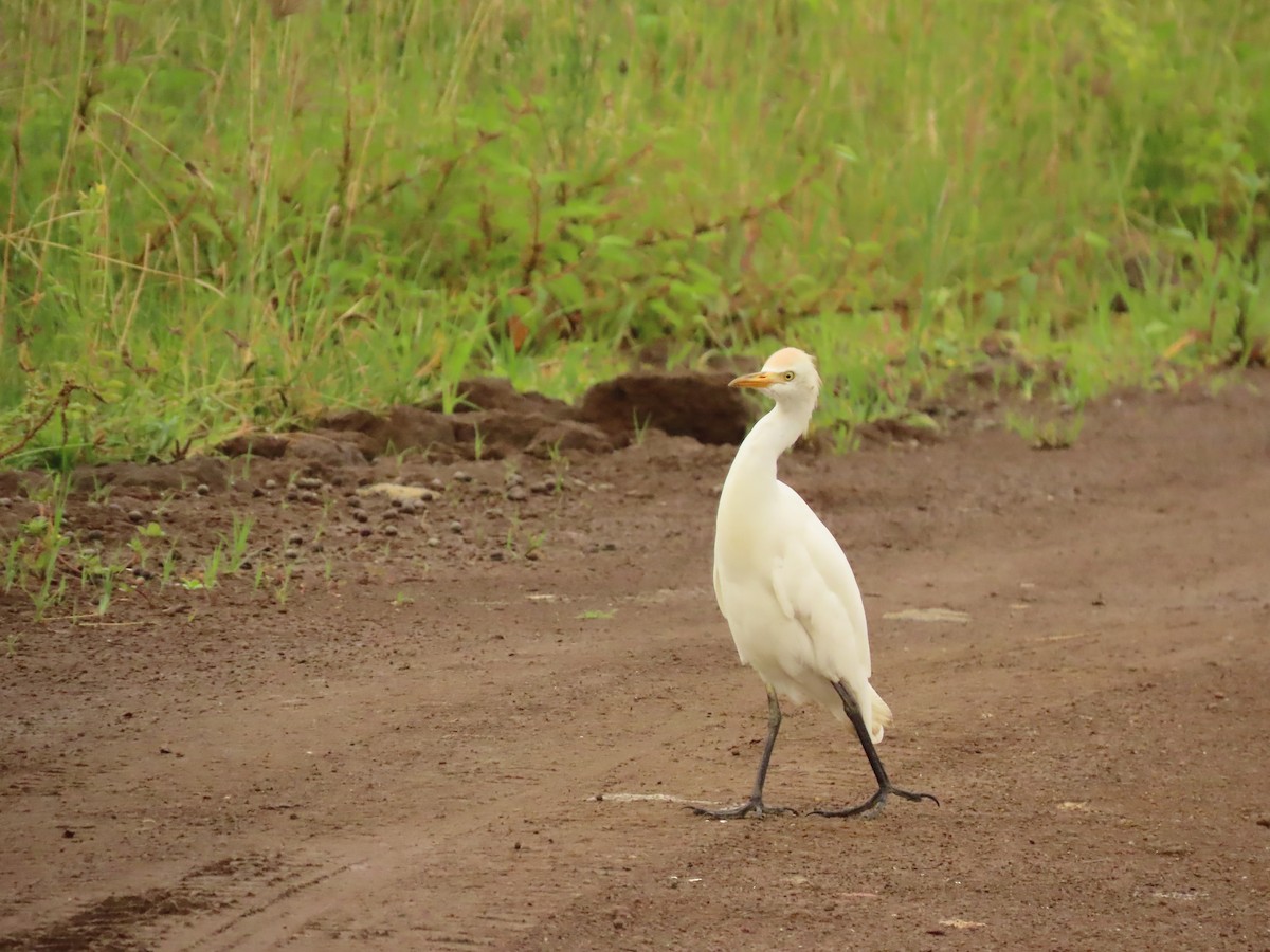 Western Cattle Egret - ML505491331