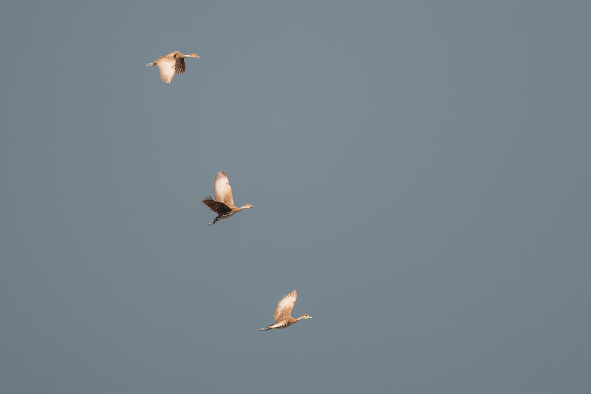 West Indian Whistling-Duck - ML505491481