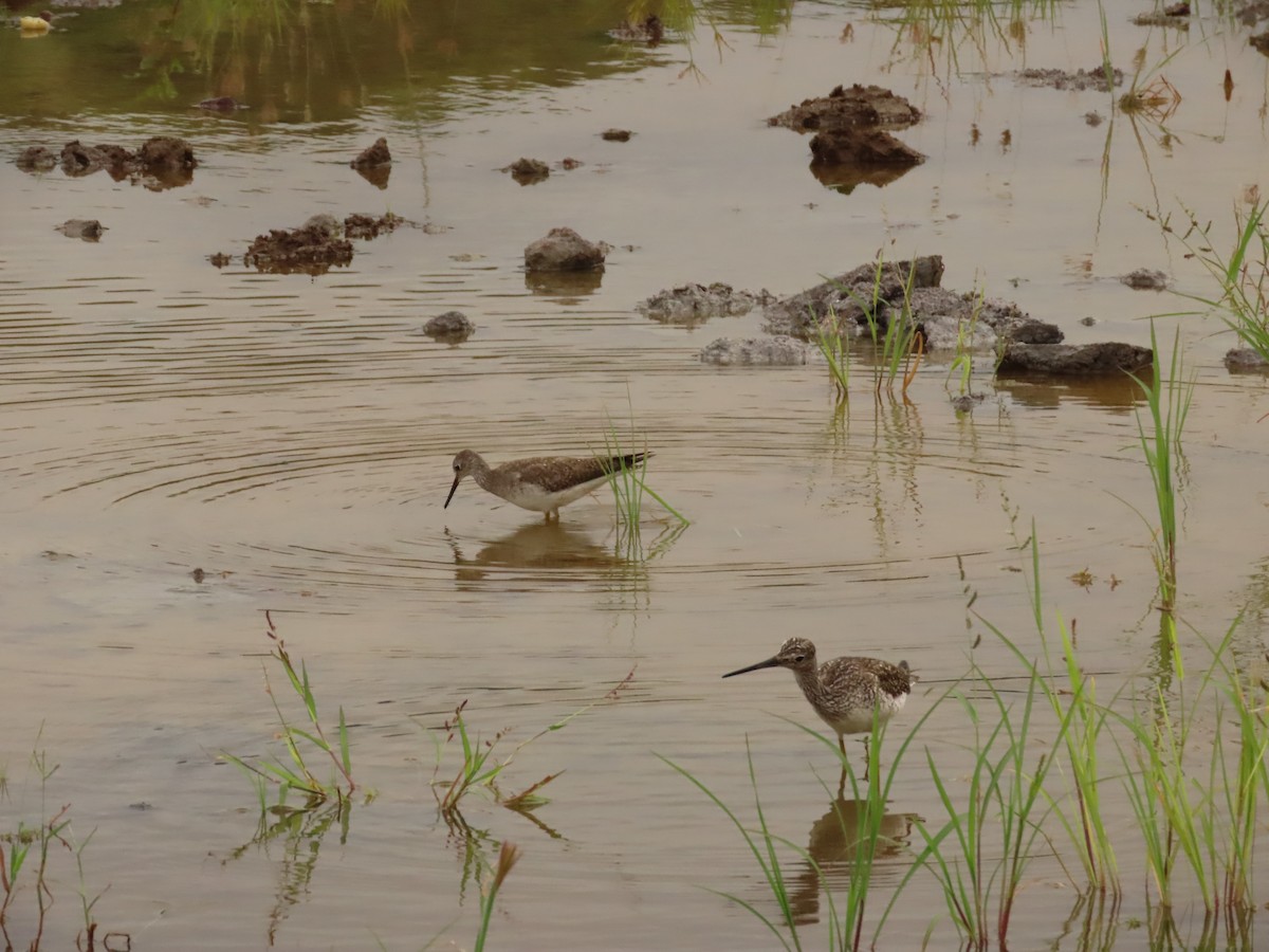 Lesser Yellowlegs - ML505492021