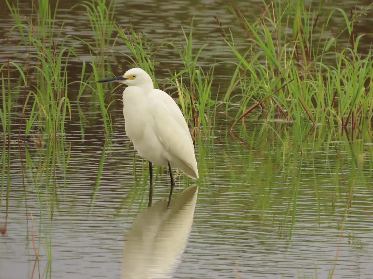 Snowy Egret - ML505492351