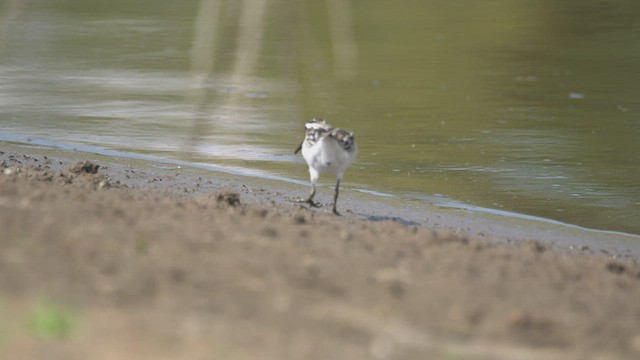 Bécasseau falcinelle - ML505492501