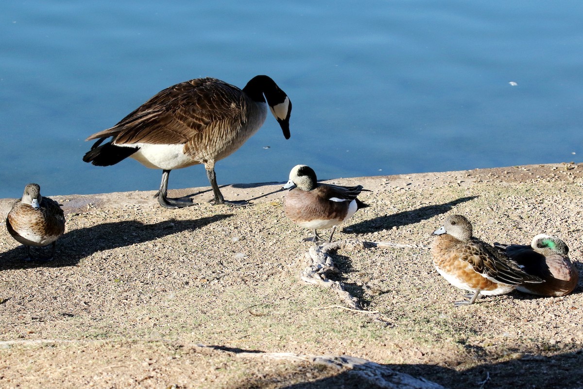 American Wigeon - ML50549291