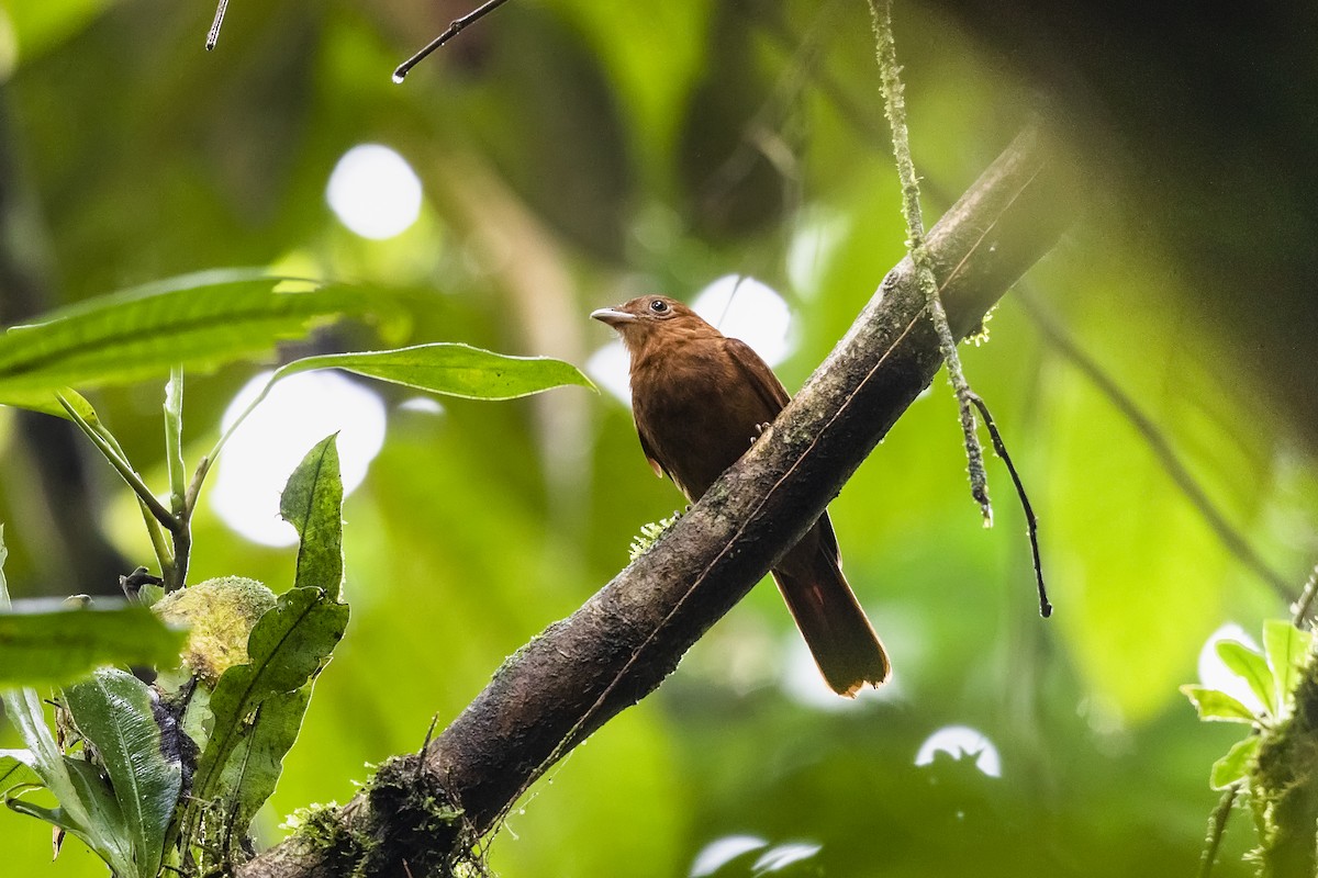 Rufous Piha - ML505493481