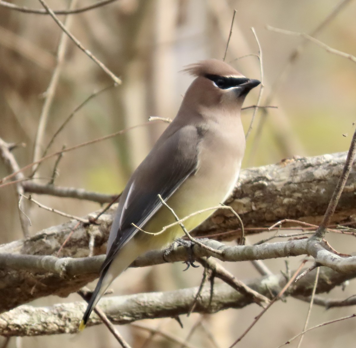 Cedar Waxwing - ML505494861