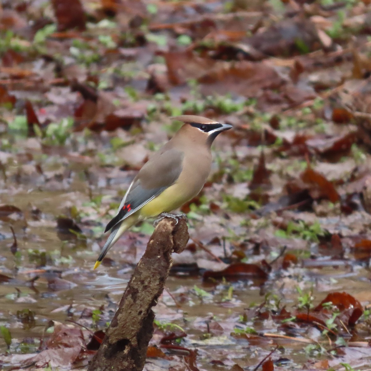 Cedar Waxwing - ML505494871