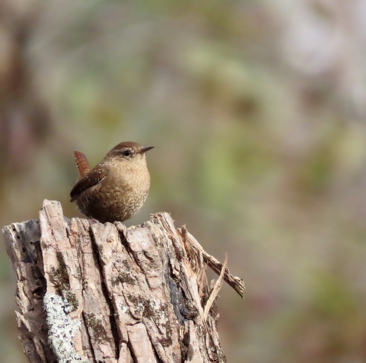 Winter Wren - ML505494911