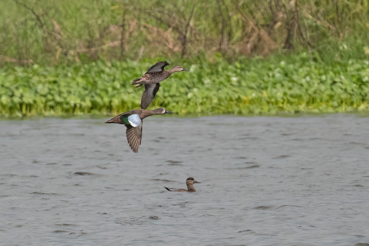 Blue-winged Teal - ML505495571