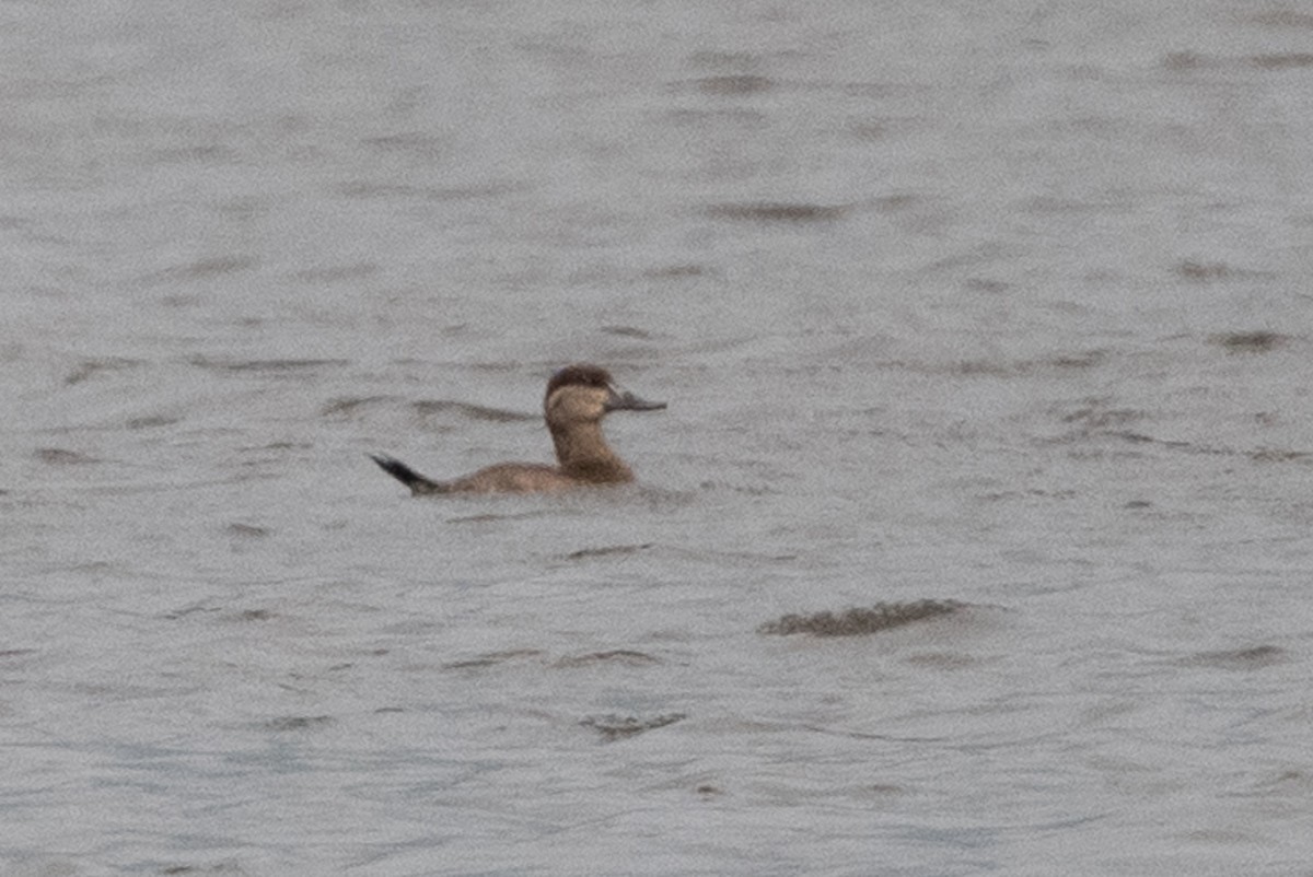 Ruddy Duck - ML505495631