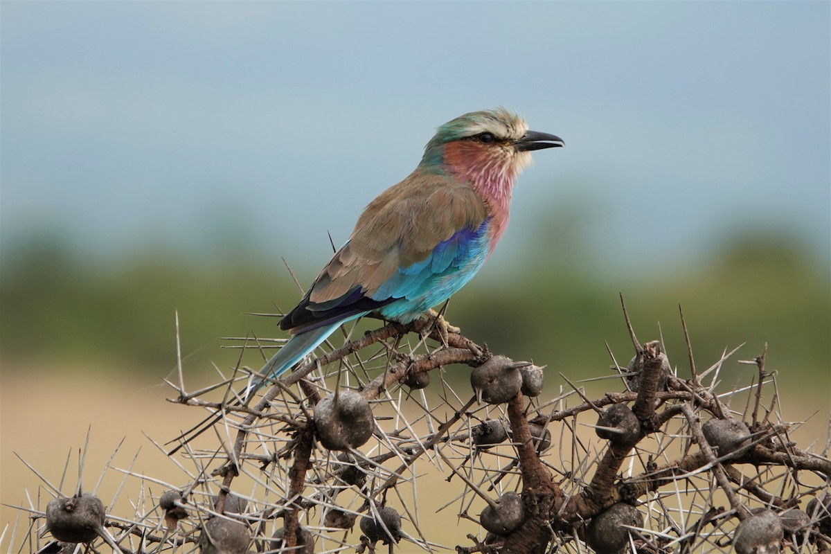 Lilac-breasted Roller - ML505497831