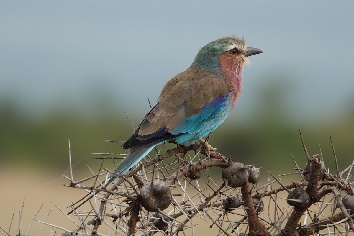 Lilac-breasted Roller - ML505497901