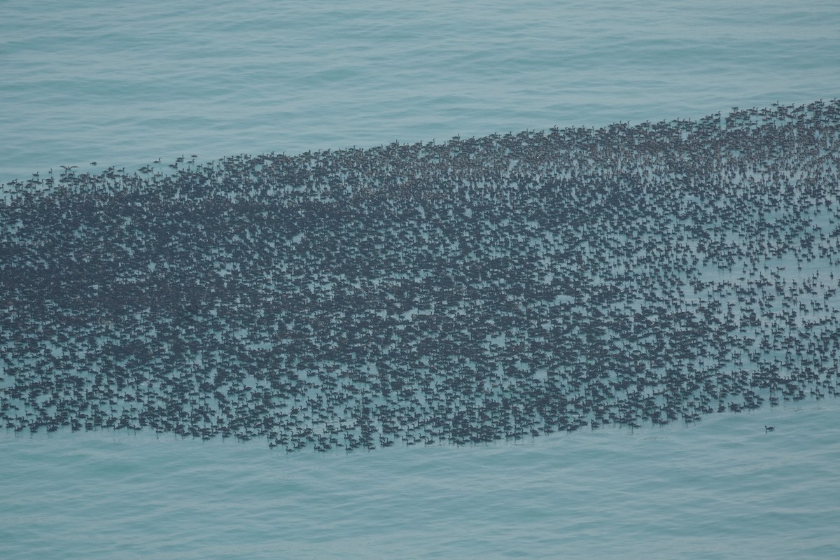 Cormorán de Socotra - ML505498671