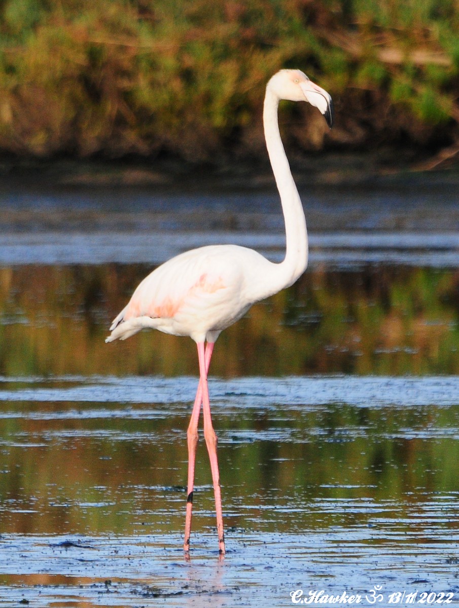 Greater Flamingo - ML505499961