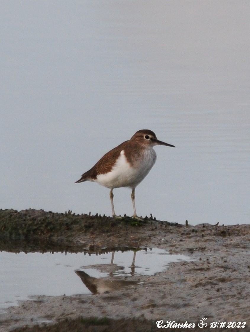 Common Sandpiper - ML505500211