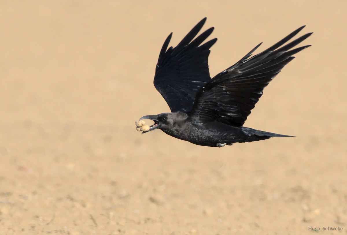 Brown-necked Raven - Hugo Schweke