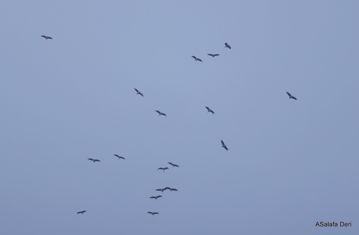 Marabou Stork - ML505501391